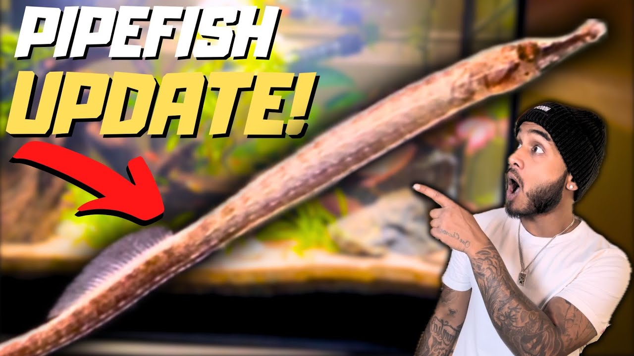 Pipefish in Planted Community Aquarium UPDATE