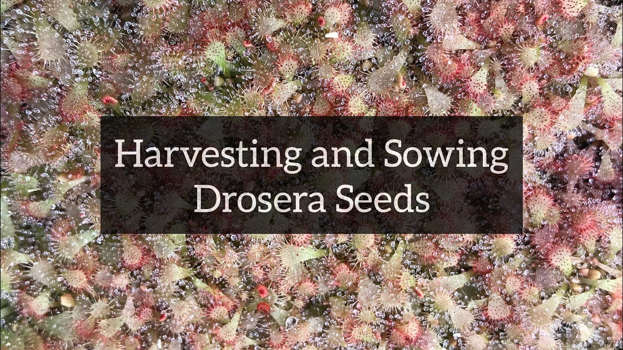 Harvesting and Sowing Drosera Seeds | Sub-Tropical Sundews