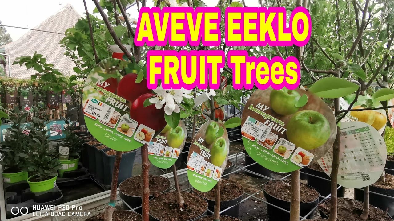 Plants to buy in Aveve Winkel Belgium