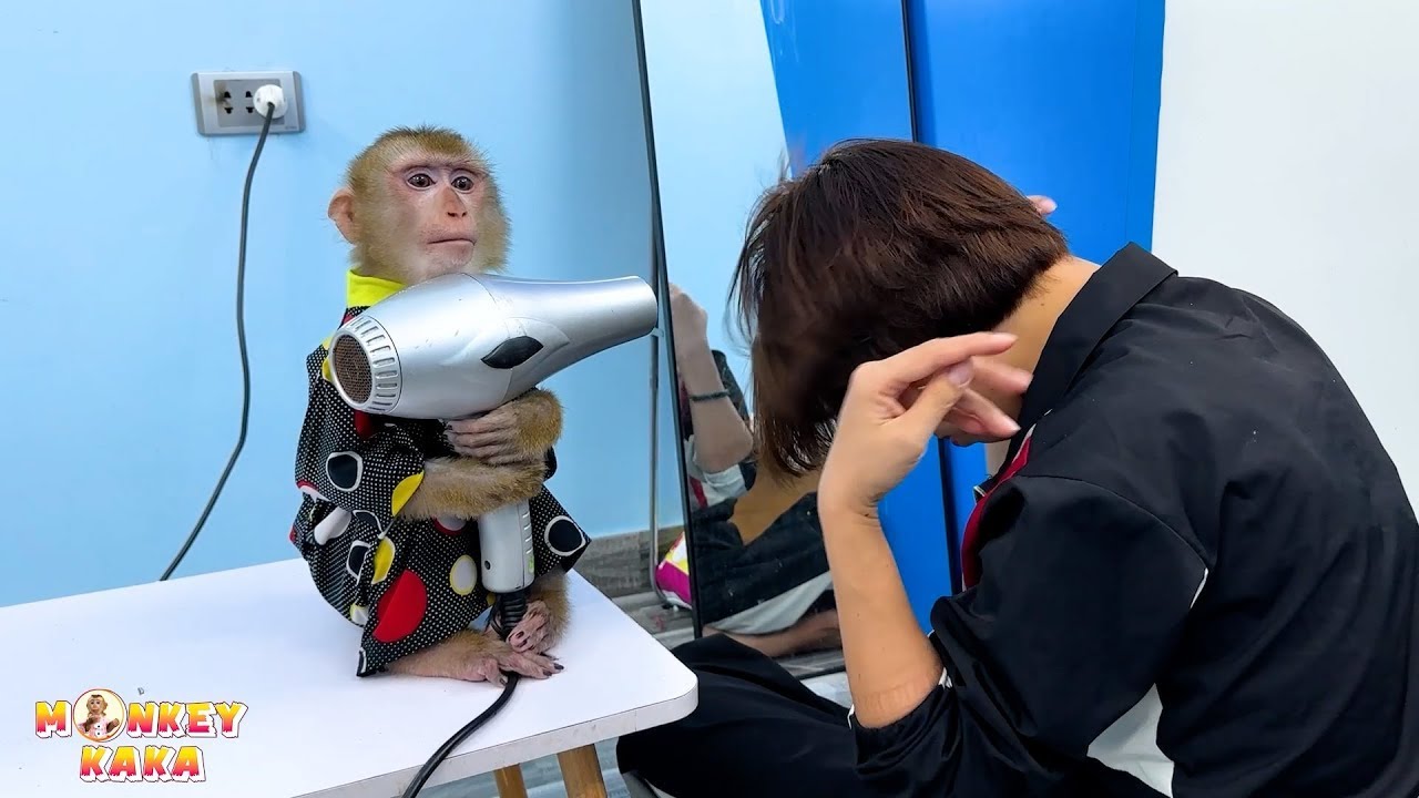 Monkey Kaka is so smart,  holding the hairdryer for Mom!