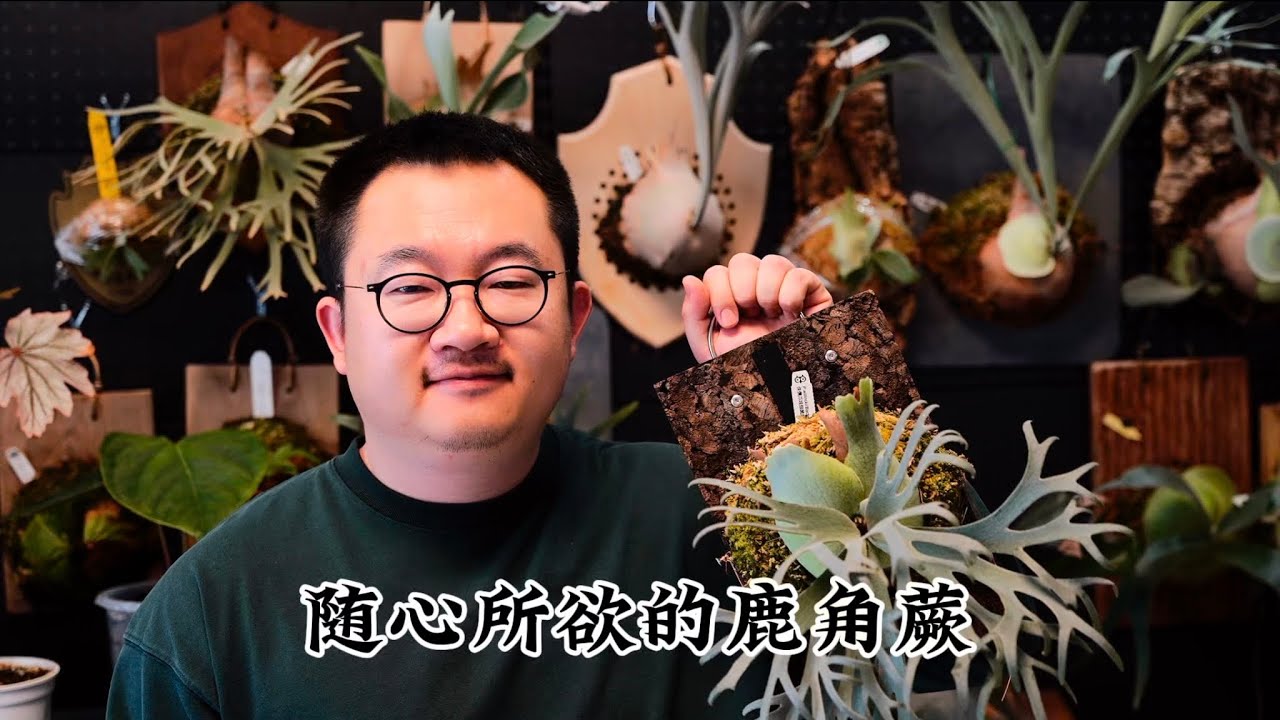 随心所欲的鹿角蕨和一点补光小知识