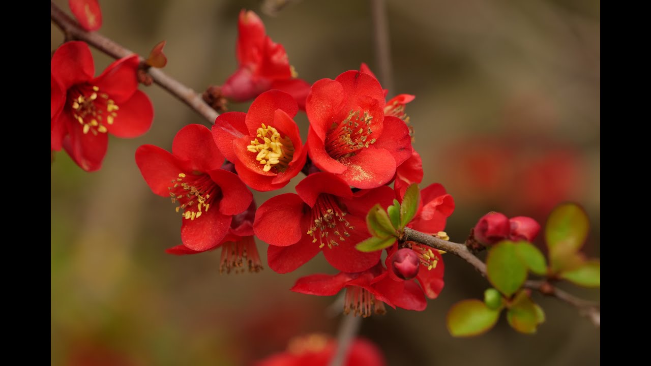 A. Vivaldi - Spring