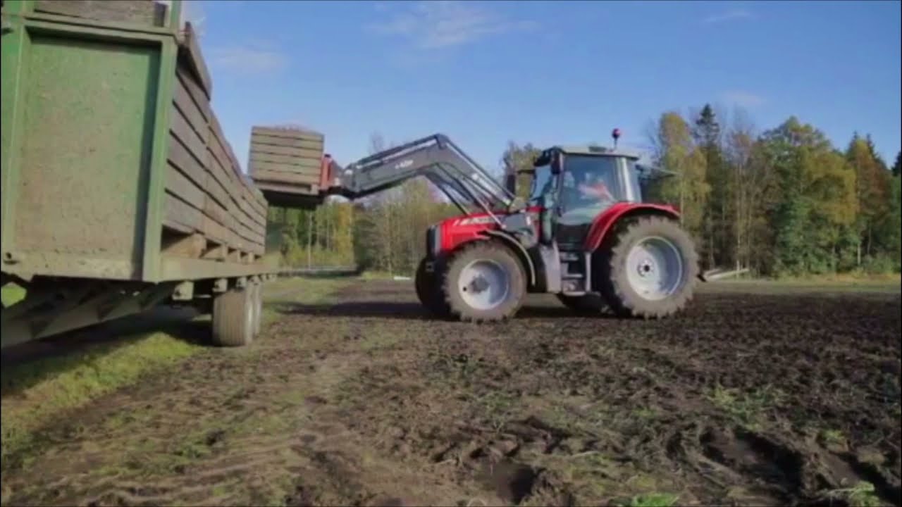 Gulroten – fra jord til bord