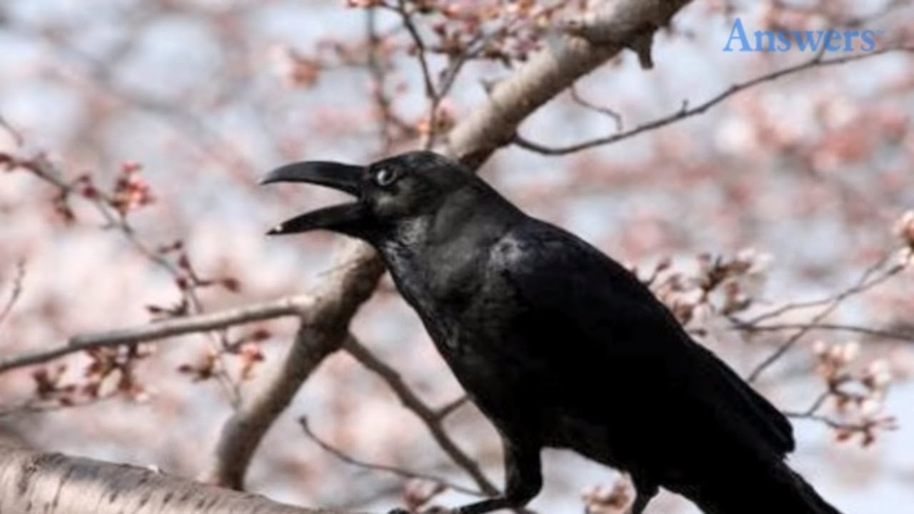 This Little Girl Began Feeding The Crows, Now They Bring Her Gifts