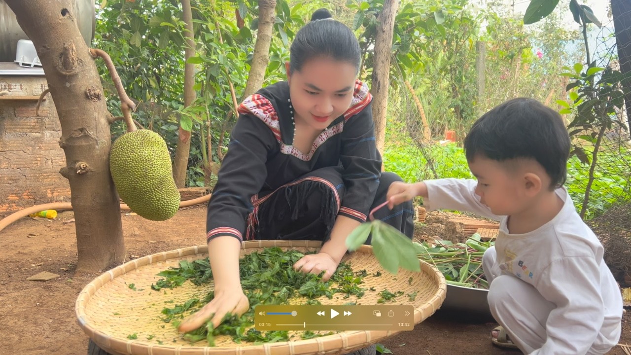Picking Cassava Leaves to Stir Fry with Pork| Sao Siu