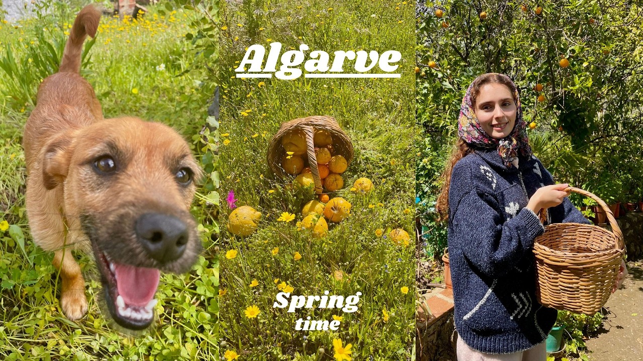 Algarve I Campo