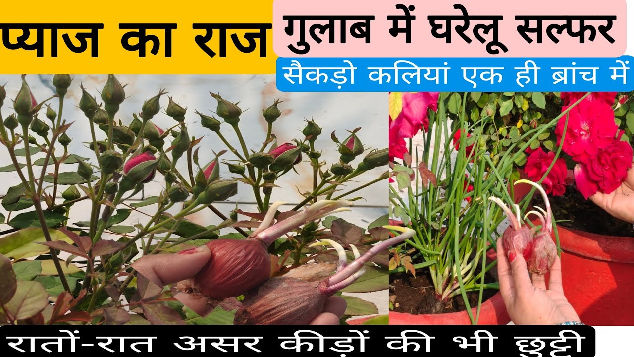 घरेलू फ्री का फास्फोरस/ गुलाब में जड़ों का विकास, पौधे का विकास, बंपर फूलों से पौधा लद गया rose 