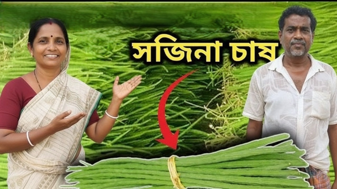 সজনে চাষে অবিশ্বাস্য লাভ: কম পুঁজিতে সেরা কৃষি ব্যবসা | Drumstick Farming Guide
