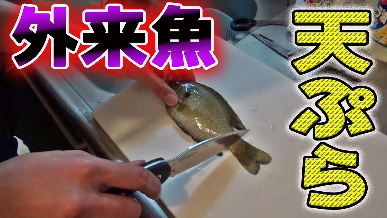 泥沼で釣った「ブルーギル」を天ぷらにして美味しく食べよう！！