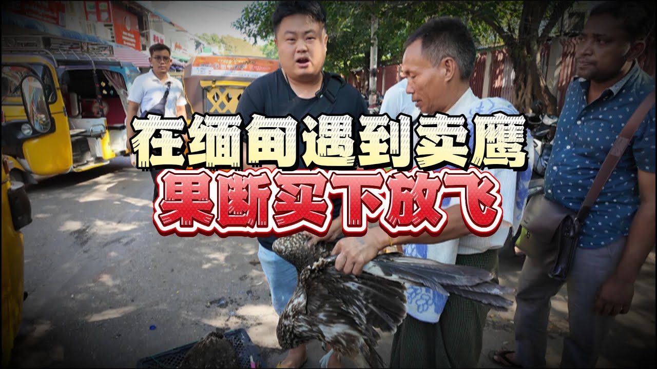 在缅甸遇到卖老鹰，果断买下放飞！有需要可在主页查看联系方式直接联系老赵！#翡翠#缅甸翡翠矿区#翡翠原石#翡翠知识#珠宝玉石