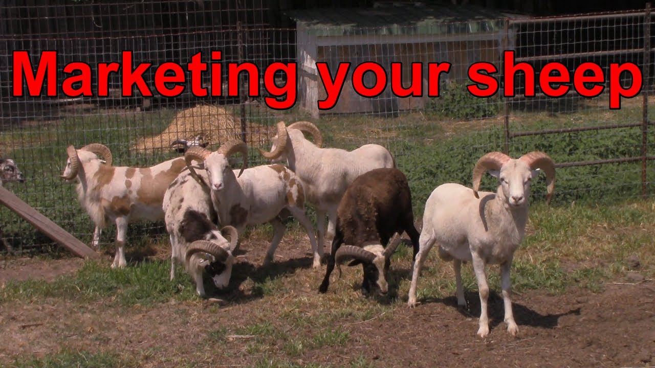 Marketing your Painted Desert Sheep