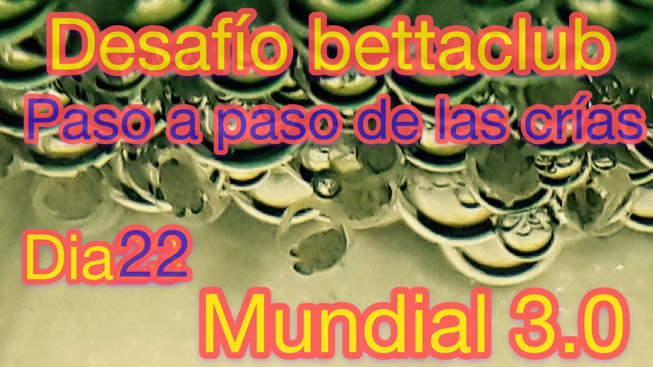 Que hacemos con las crías de betta ( desafío Bettaclub mundial 3.0 )