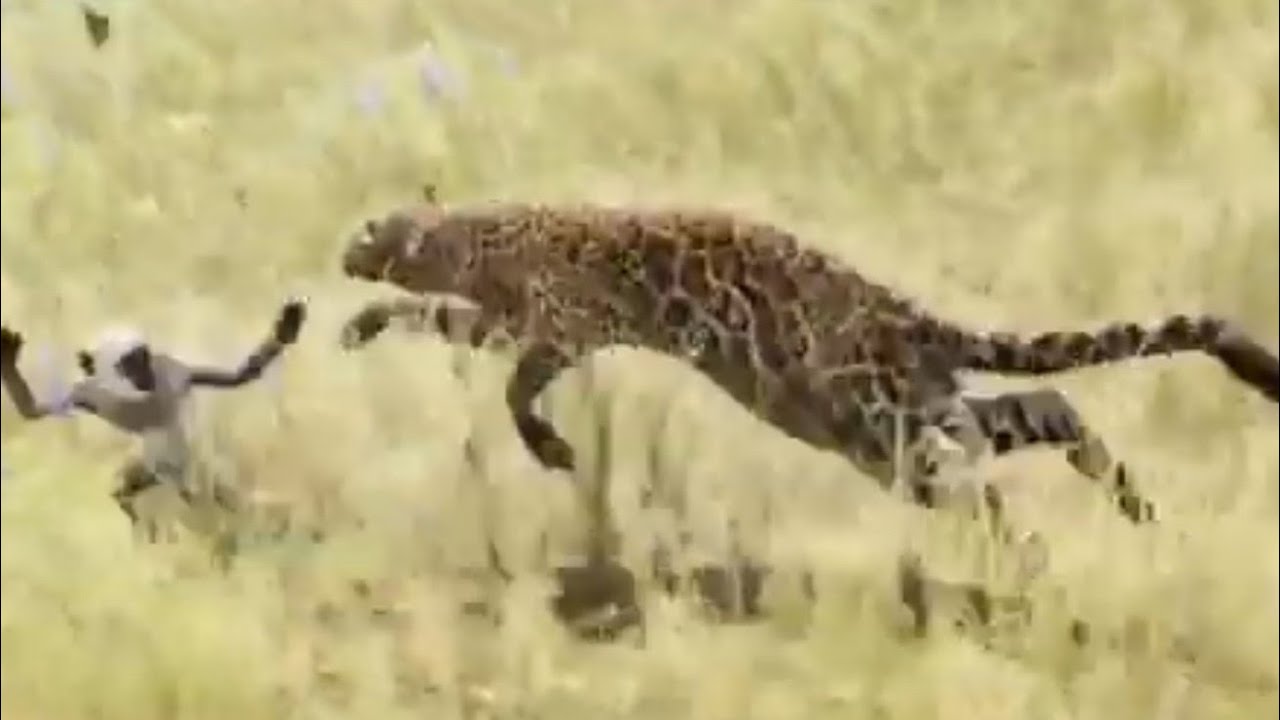Farcry primal Jaguar takedown