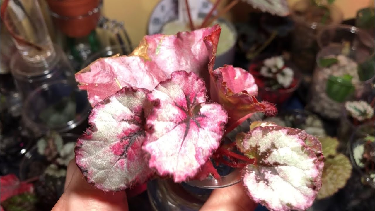 Rex Begonia Water Culture Update & Tips On Transferring To Soil