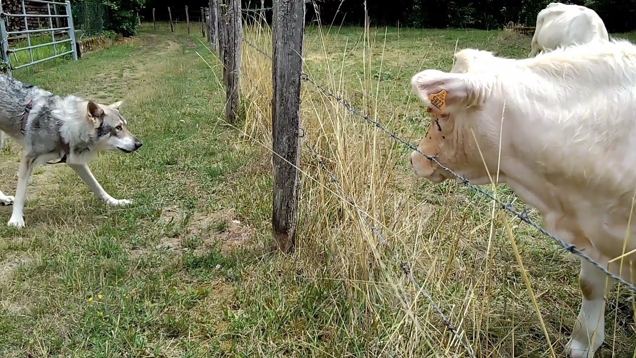 Wolfdog/Chien-loup de Saarloos/Loussia (vaches) 3