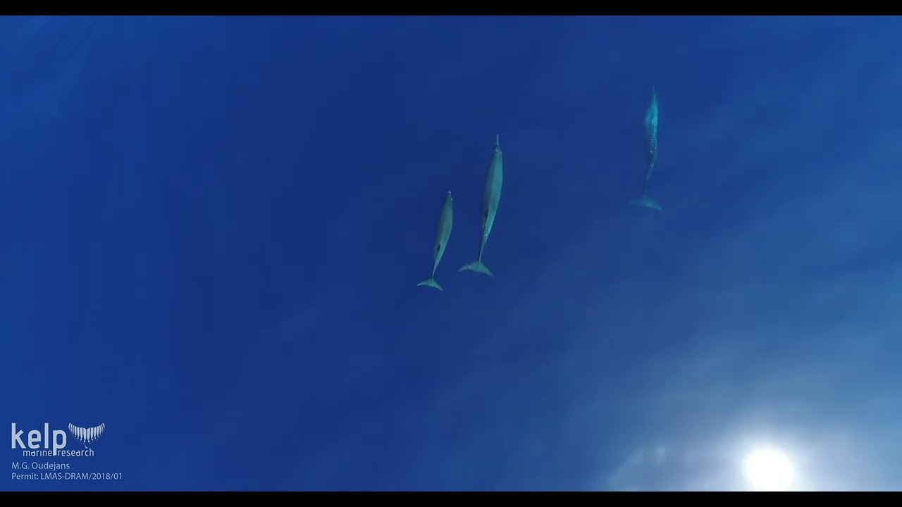 Sowerby&rsquo;s Beaked Whales Surfacing in the Waters off Terceira Island, Azores