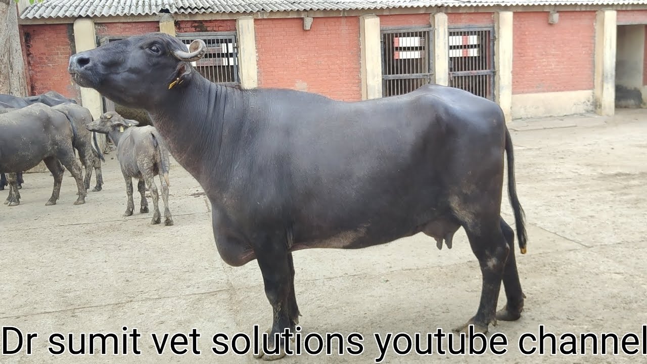 HLDB ka murhaa mother farm जहां जन्म लेते ह भारत के मुरहा नस्ल सुधारक झोटे Bull mother farm Hissar