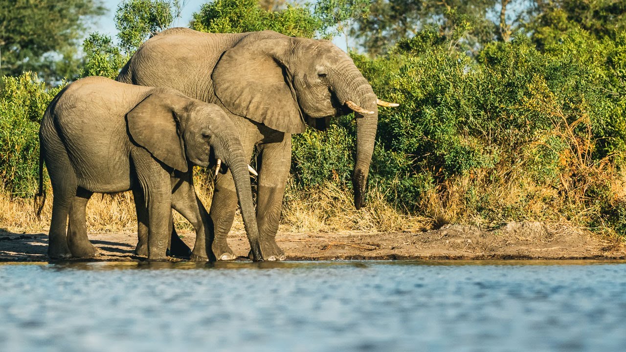 Elephant herd PLAY & SWIM | Balule SAFARI Sightings