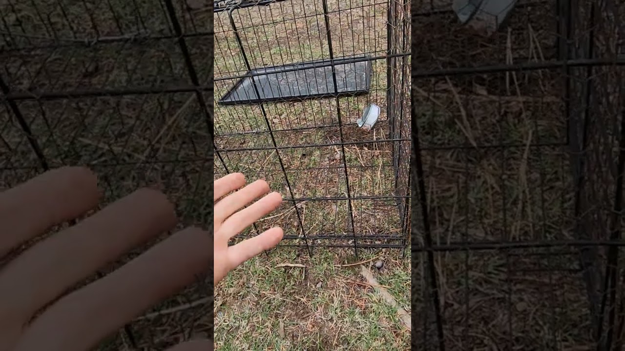 DIY - Dog Kennel into Live Trap | Tips and Tutorial By Kelso (Dog Kennel Trap)