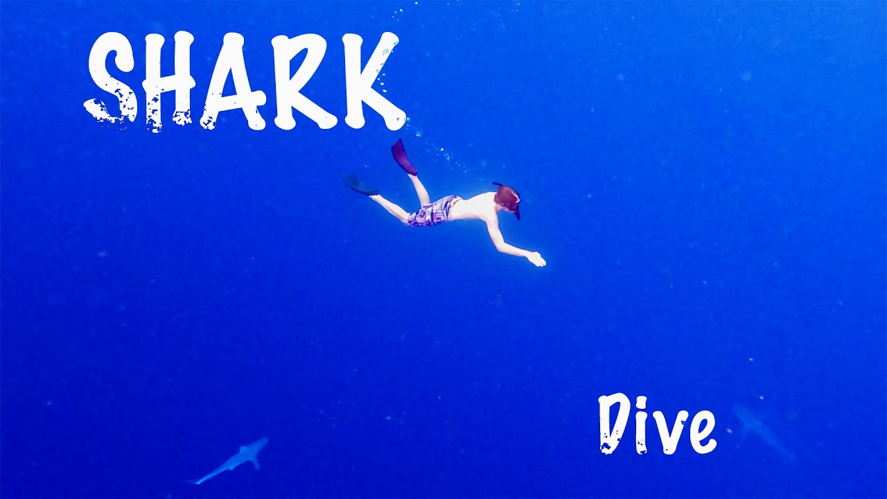 Cage Free Shark Dive with One Ocean Diving / North Shore Oahu / Living in Hawaii Ep 125