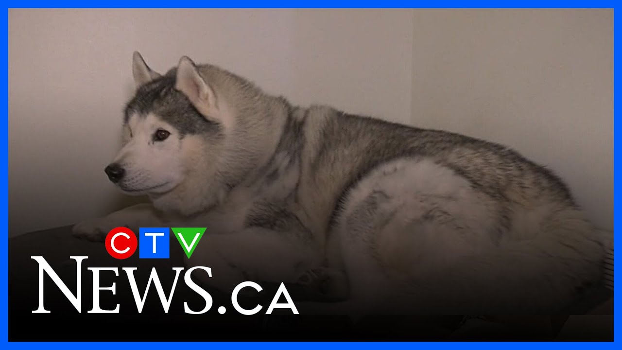Husky rescued from icy river