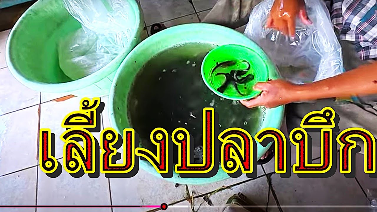 ซื้อพันธุ์ปลาบึกท๊๋ อ.บ้านโพธิ์ จ.ฉะเชิงเทรา ขนเอาไปปล่อยเลี้ยงที่ สระกระโจม สุพรรณบุรี