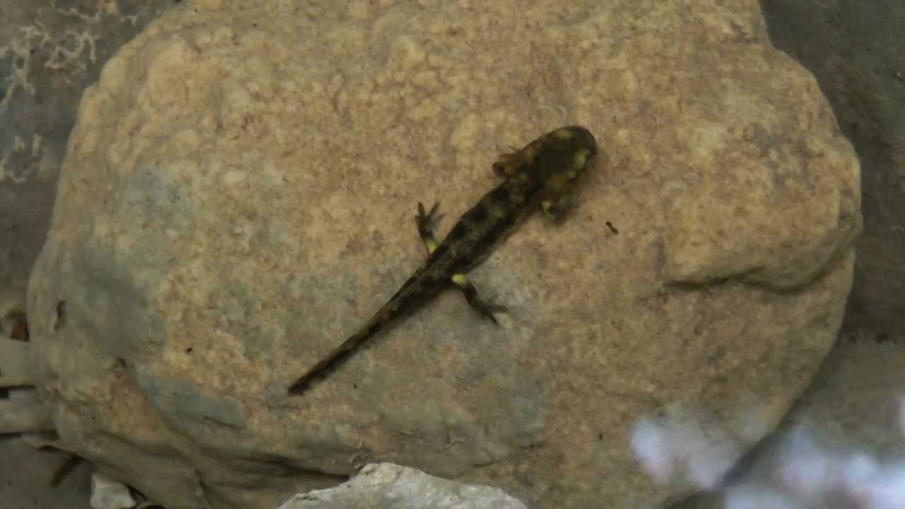 Wanderwelt Steinwandklamm  Feuersalamander Baybis Juni 2013