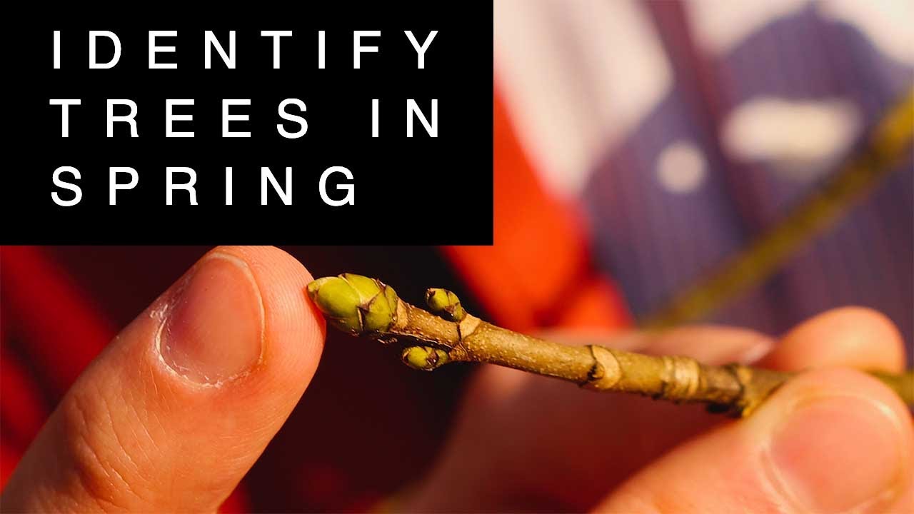 How to Identify trees in early spring (UK)