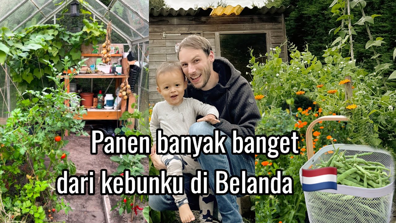 HIDUP DI PEDESAAN BELANDA || SEMUA ADA DI KEBUN