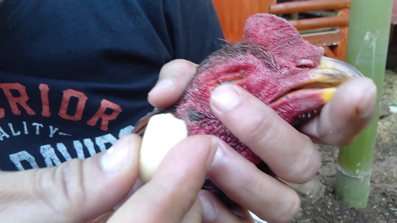 Cara mengobati ayam sakit inveksi sinus/ bengkak pada sekitar mata.