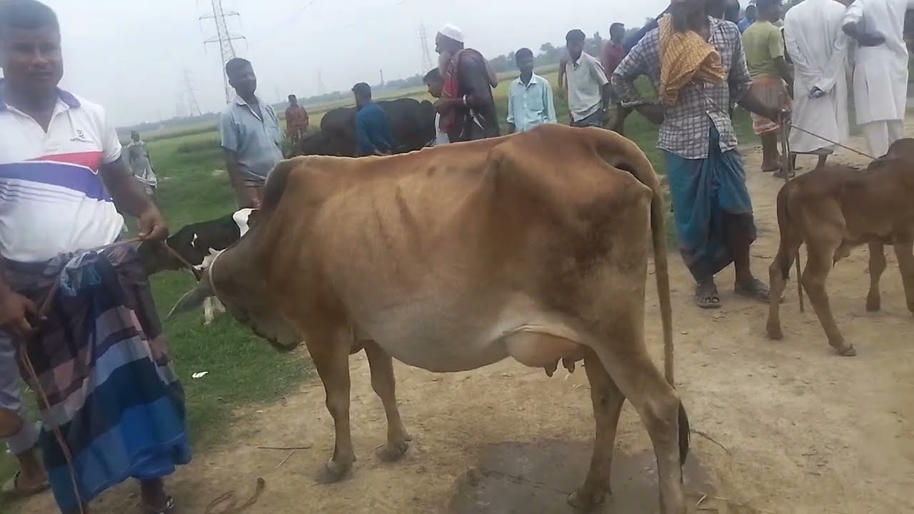 ৭০💥 হাজার টাকায় দেশি গাভী সাথে সাইওয়াল ষাড় বাছুর। কুমিল্লার মিরশান্নী গরু বাজার থেকে 💥।
