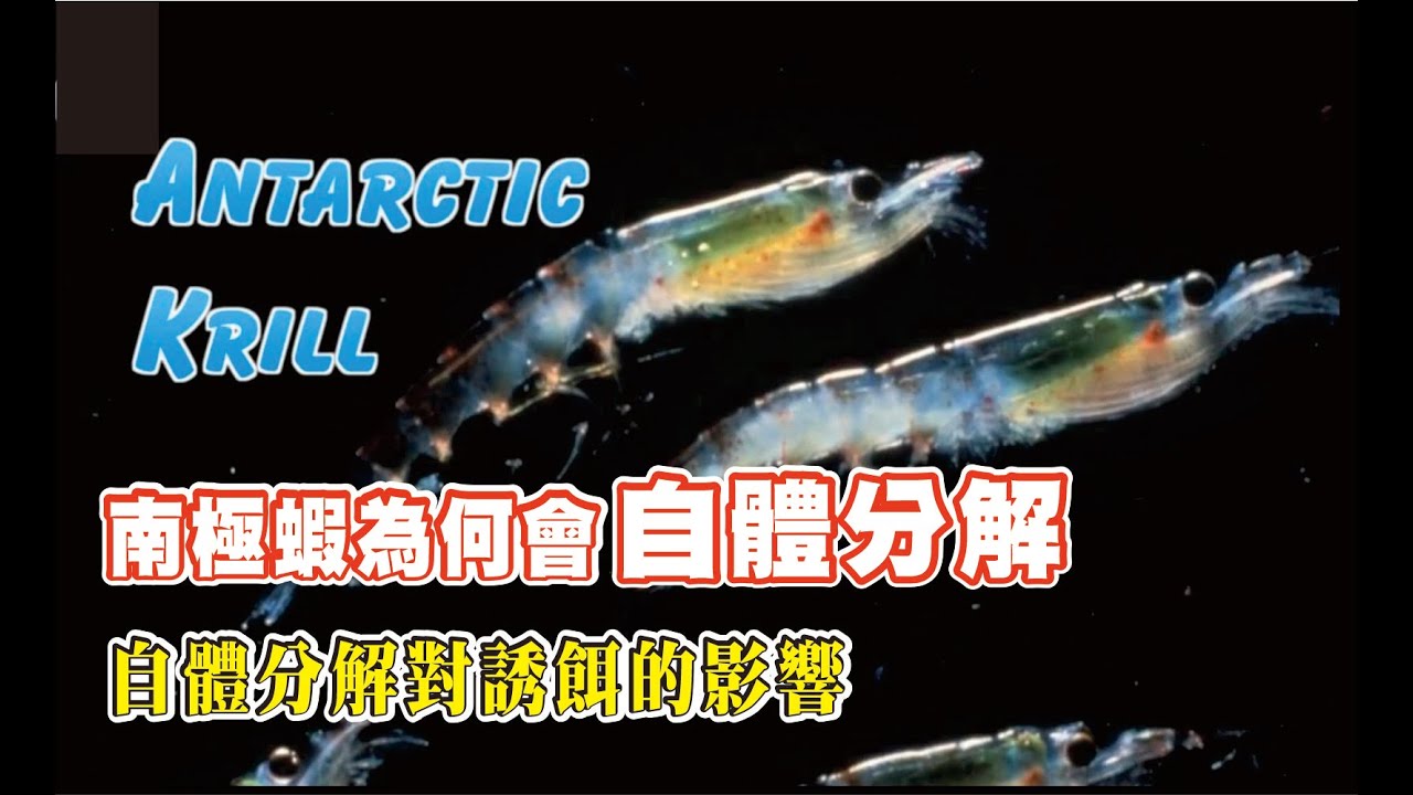 【南極蝦為何會自體分解】【自體分解】對誘餌產生什麼樣的影響?磯釣誘餌輕鬆上手(第5集)