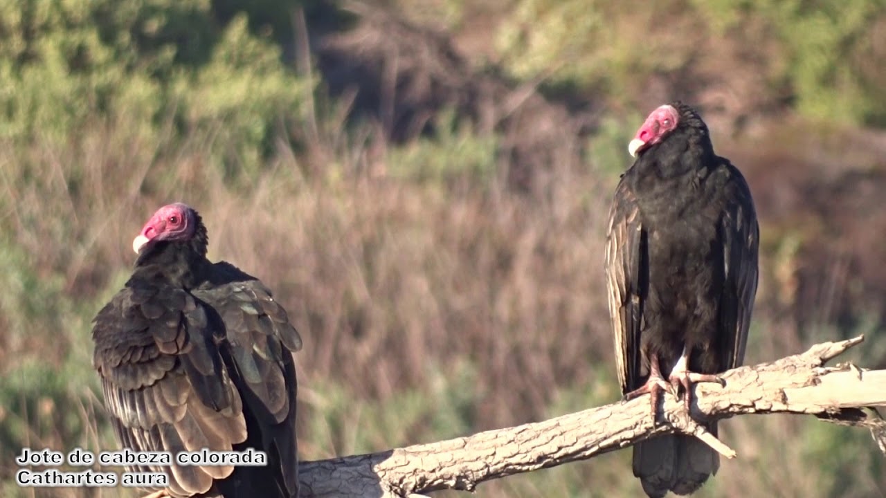 Jote de cabeza colorada o Gallinazo (Cathartes aura) Turkey Vulture
