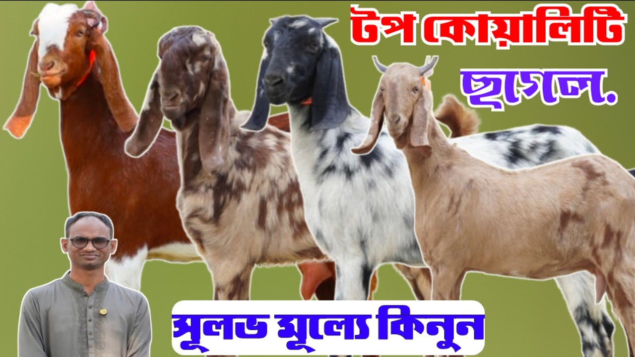 টপ কোয়ালিটি ছাগল সূলভ মূল্যে কিনুন শহীদুল ভাই- এর ছাগলের খামার থেকে | উন্নত জাতের ছাগল কালেকশন | 