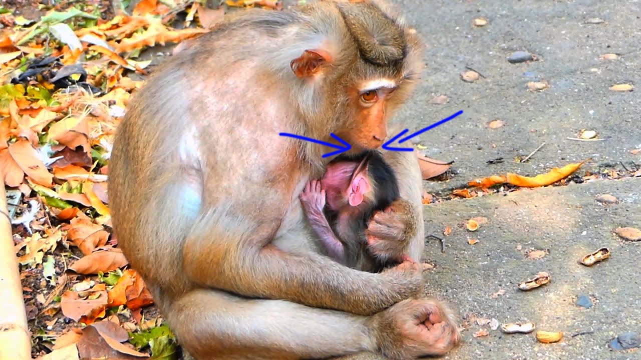 Monkey mum Mony feels not well because new baby trying to get milk for long hours