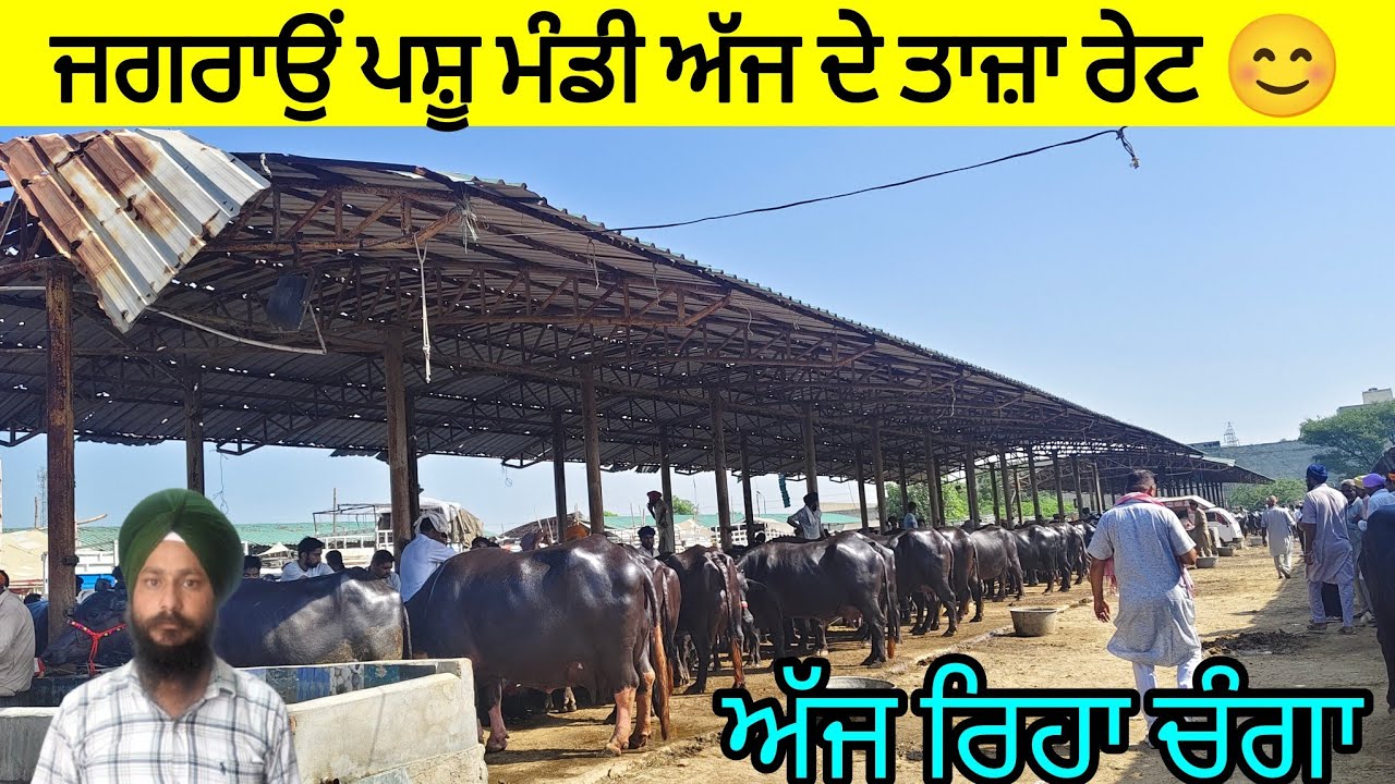 ਜਗਰਾਉਂ ਪਸ਼ੂ ਮੰਡੀ || jagraon Pashu Mandi #buffalo #cow 