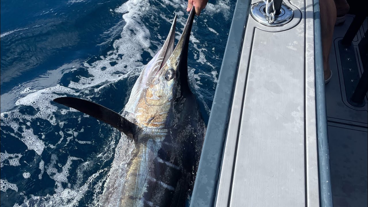 Striped Marlin - Wollongong NSW