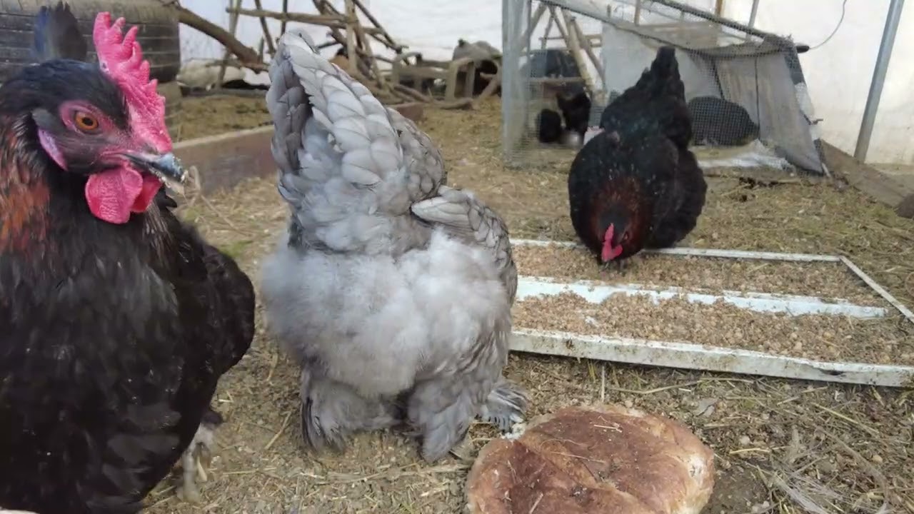 Relaxing Chicken Feeding | Watch Chickens Up Close While Eating – 90 Minutes of Backyard Chickens