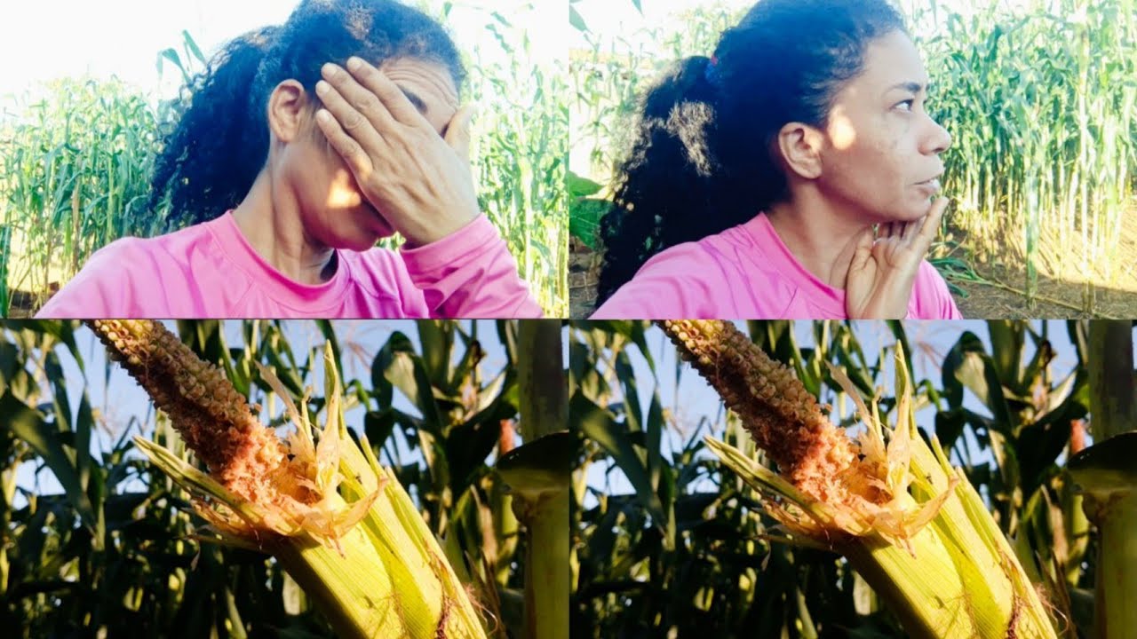 Sendo espantalho vivo na roça de milho /como se livrar dos pássaros . 🌽😭