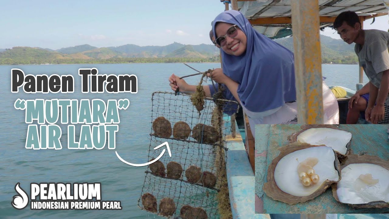 Proses Panen Mutiara Langsung dari Kerang || Budidaya Mutiara Air Laut Lombok