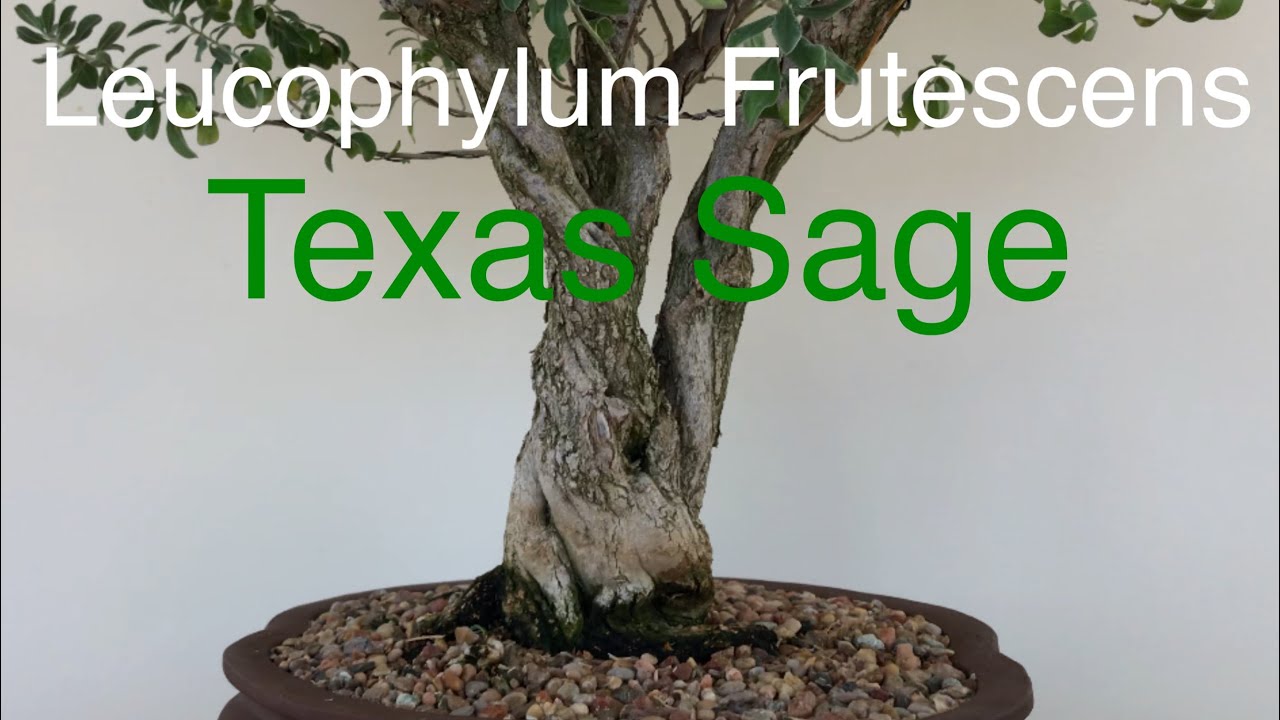 Bonsai - Leucophylum Frutescens Texas Sage Stying and  Wiring October 2019
