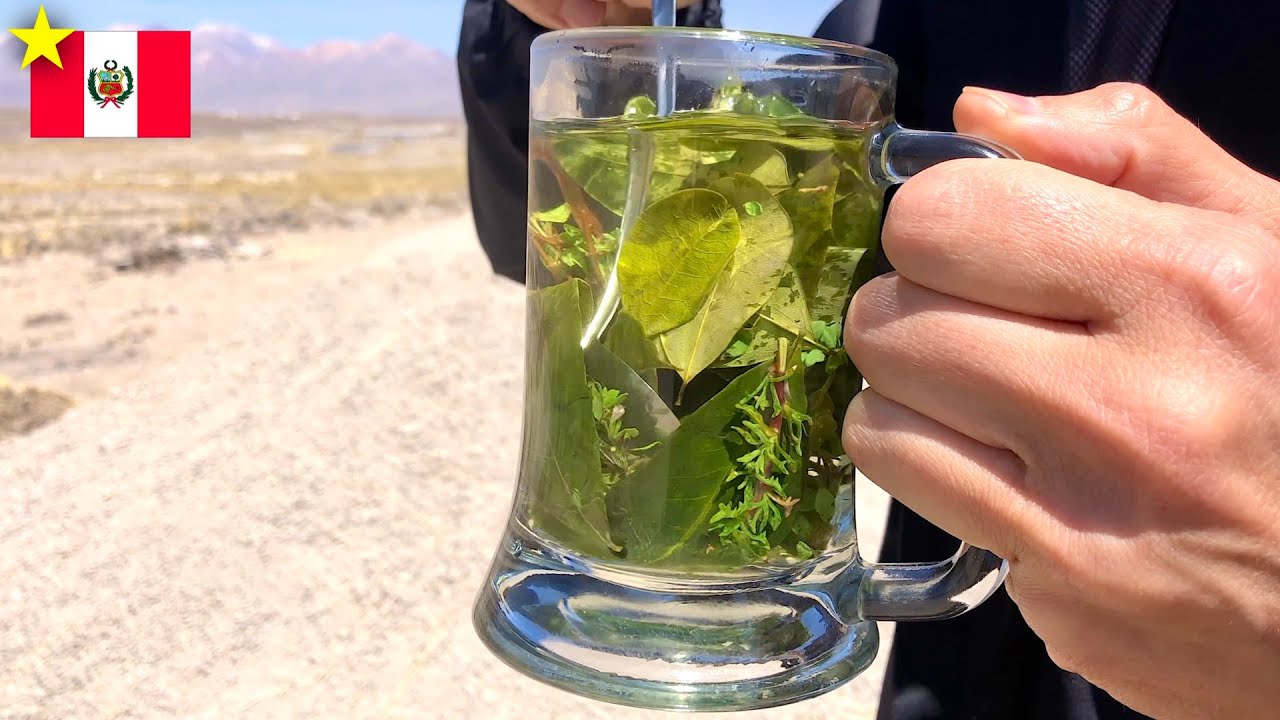 Sipping Coca and Muña Tea for Altitude Adaptation!