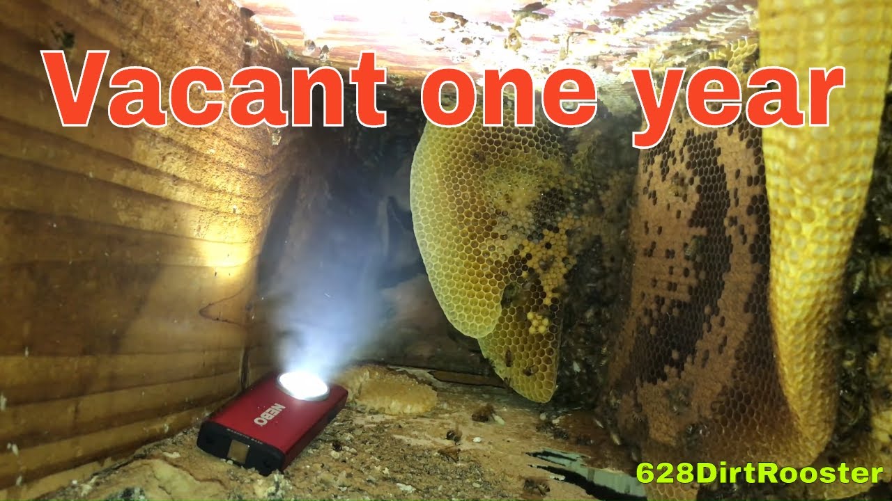 Bees In The Basement