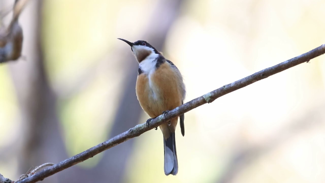 Eastern Spinebill at Mudgeeraba Hinterland Regional Park, Aug 2023