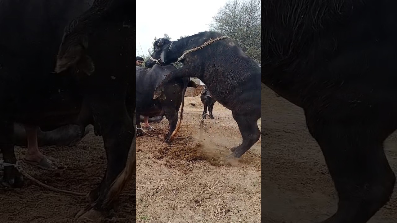 #Buffalo#bull #cross #meeting #niliravi #breeding