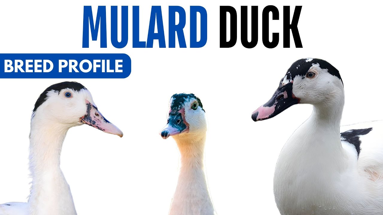 Mulard Duck Breed Profile History Health Issues - Mulard Duck Egg Ratio Lifespan