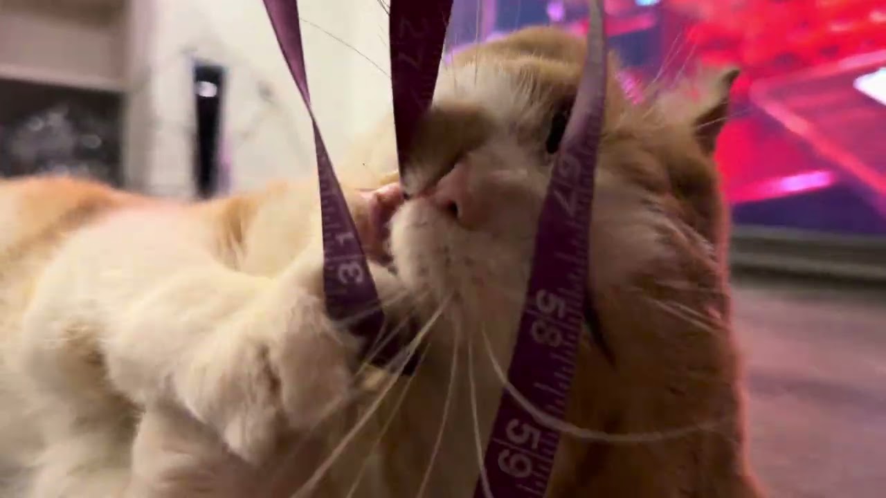 That Cat Video