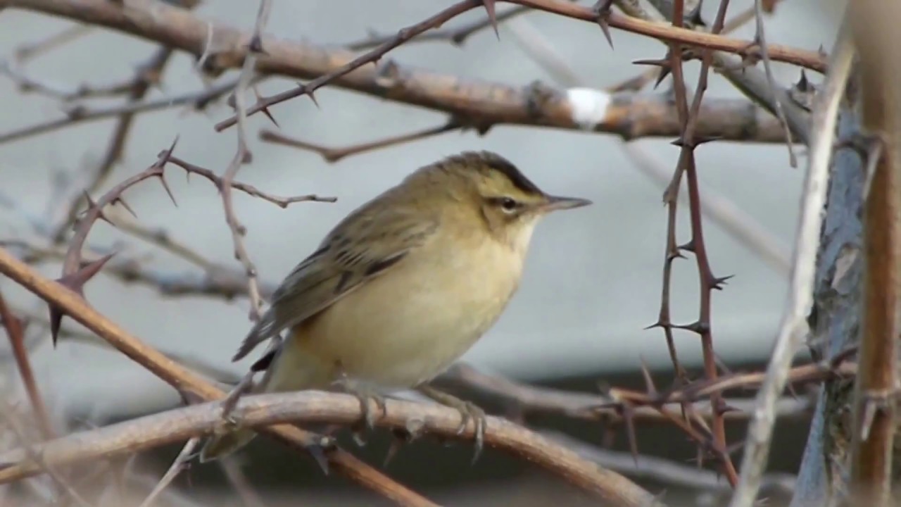 Камышевка барсучок (Acrocephalus schoenobaenus)