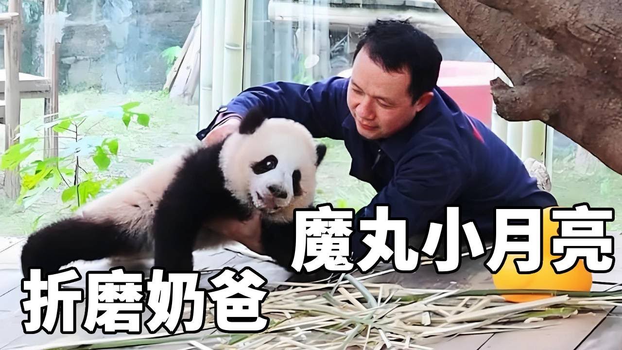不想上班也不想下班，比奇三妹还难搞的新一代魔丸小月亮，饲养员奶爸彻底被征服了【你好大熊猫】#大熊猫小月亮