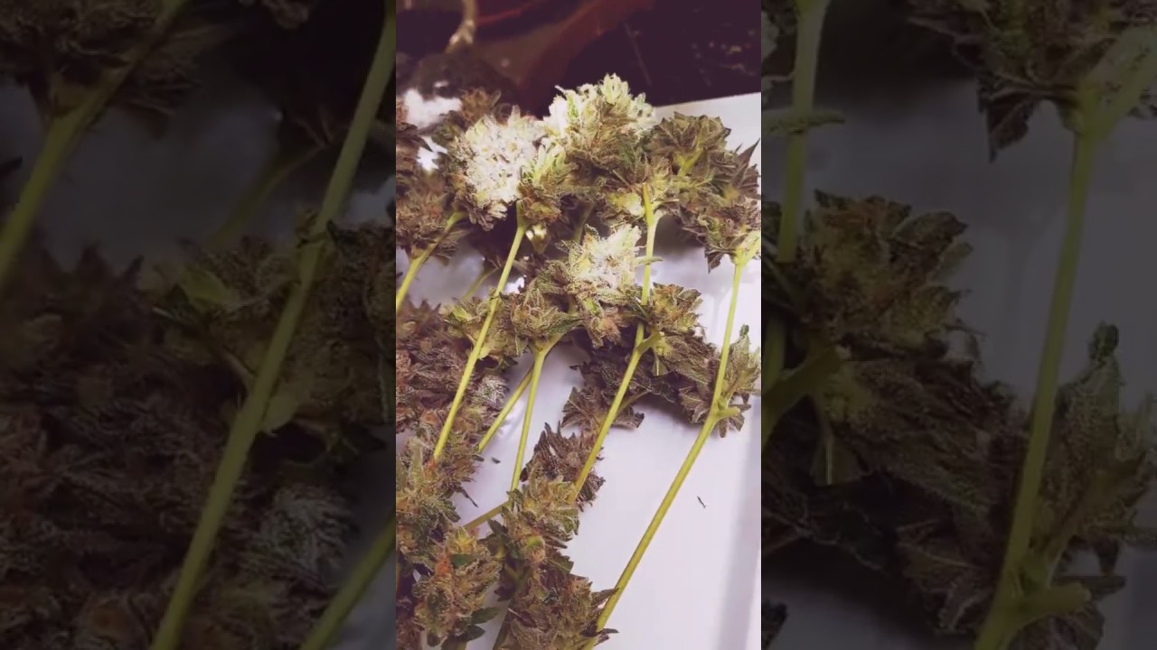 Purple trainwreck (Humboldt)